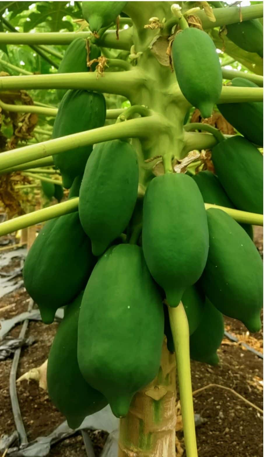Vidyanand Madke logo - Agricultural Supplier in India