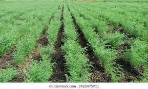 Vaibhav Ganesh Chalak