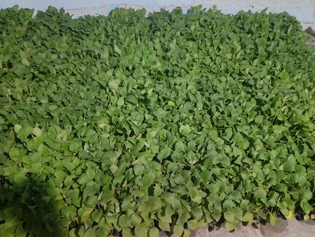 Ram gaikwad logo - Agricultural Supplier in India